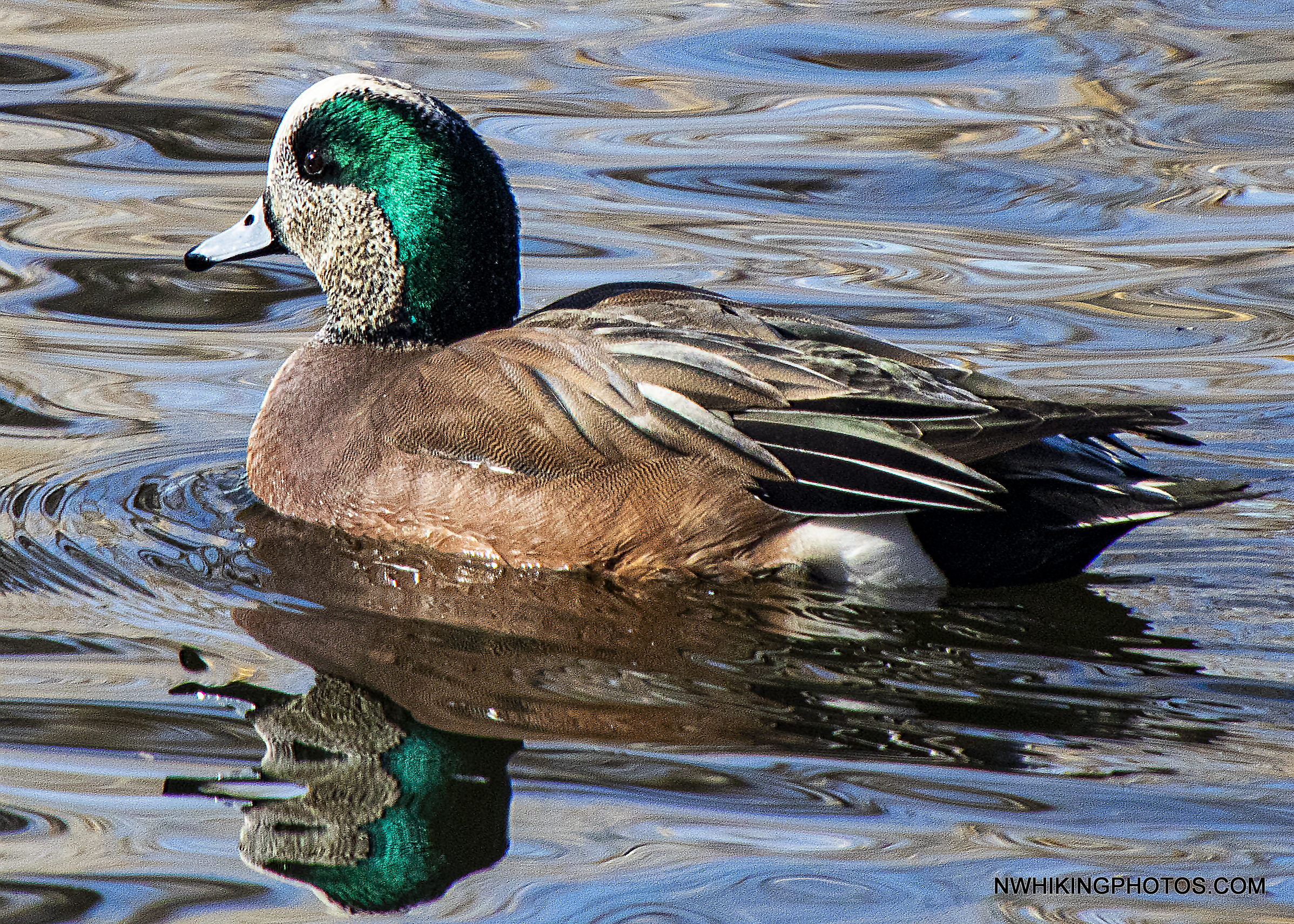 American Wigeon