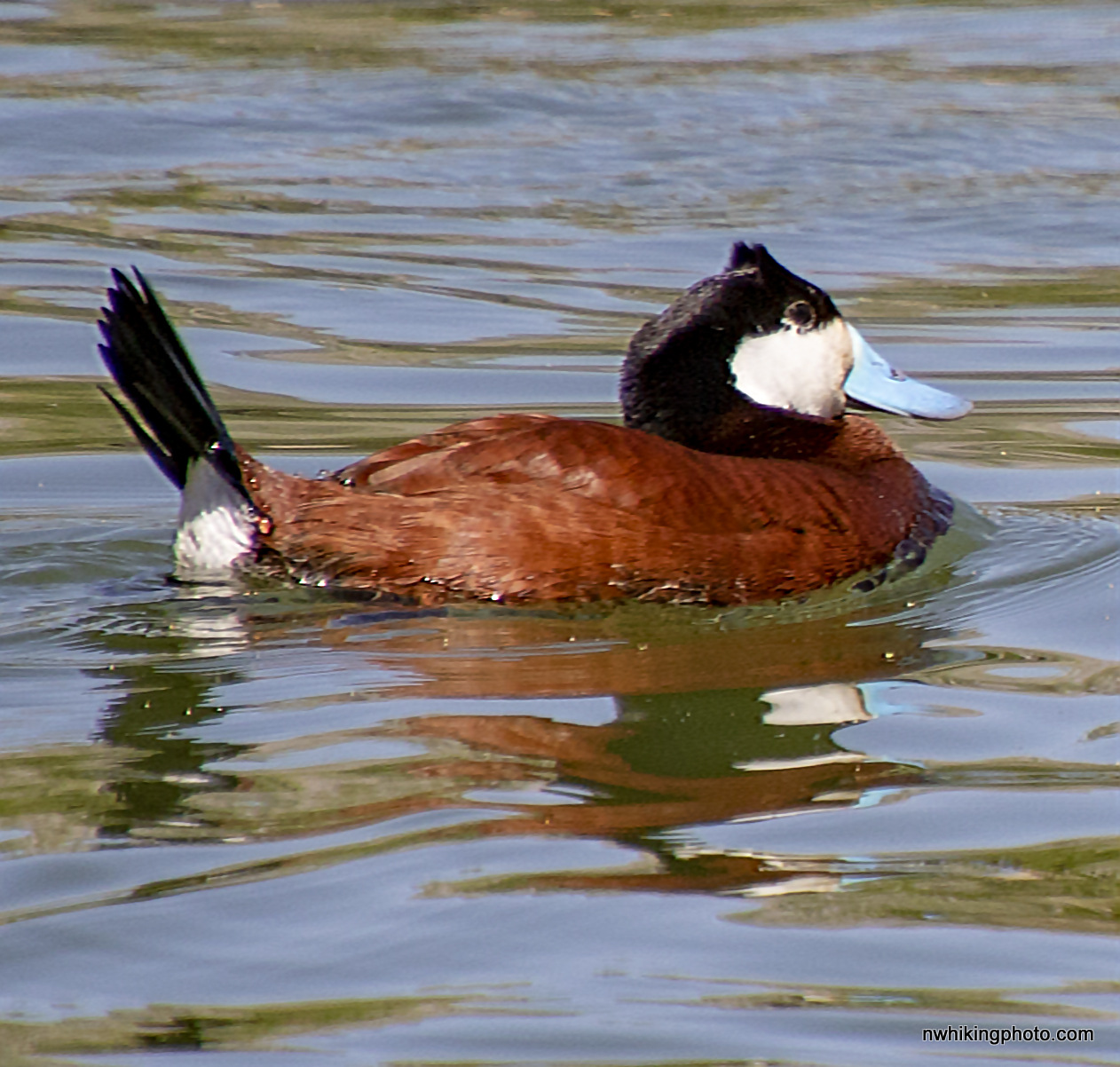 Ruddy Duck