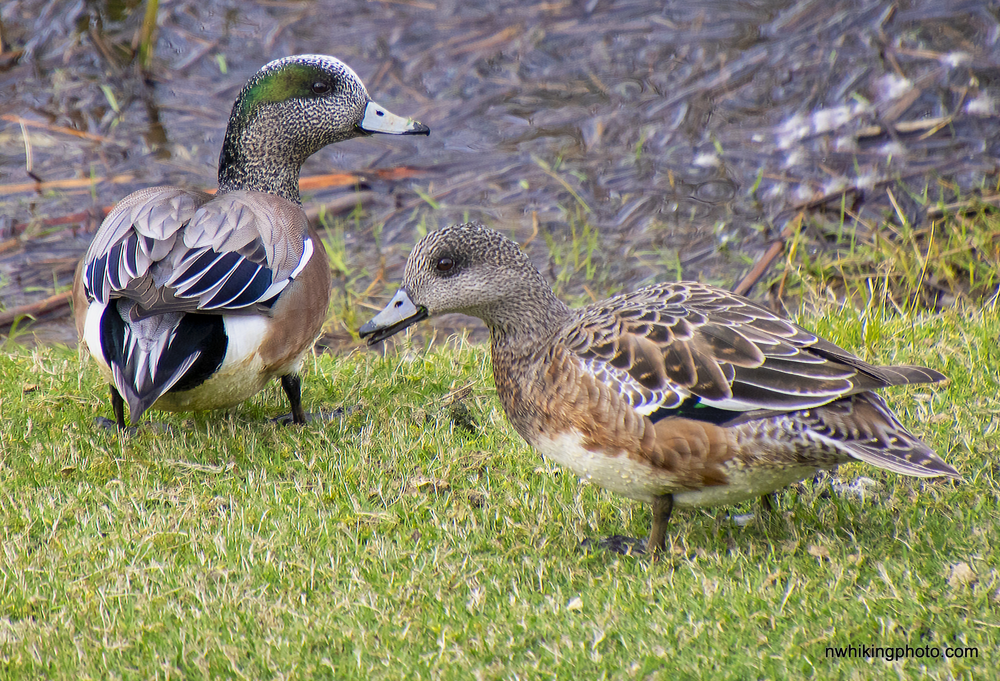 American Widgeon pair