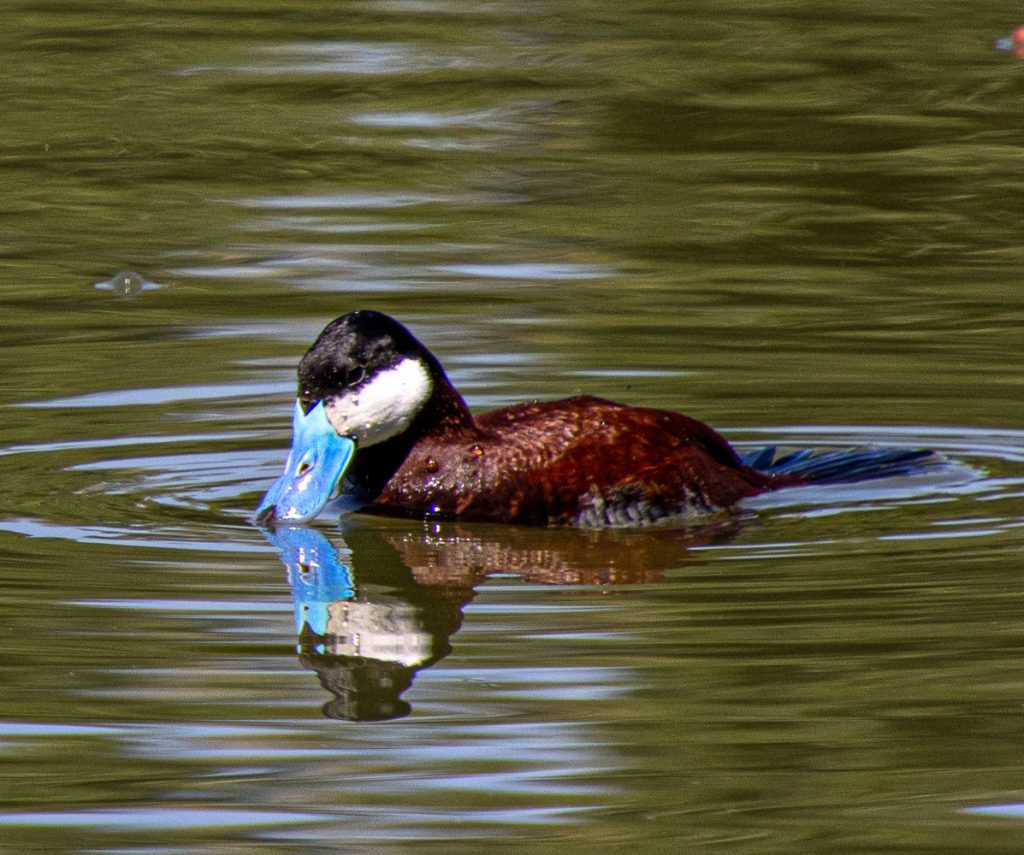 Ruddy Duck