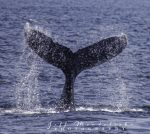 Humpback Whales