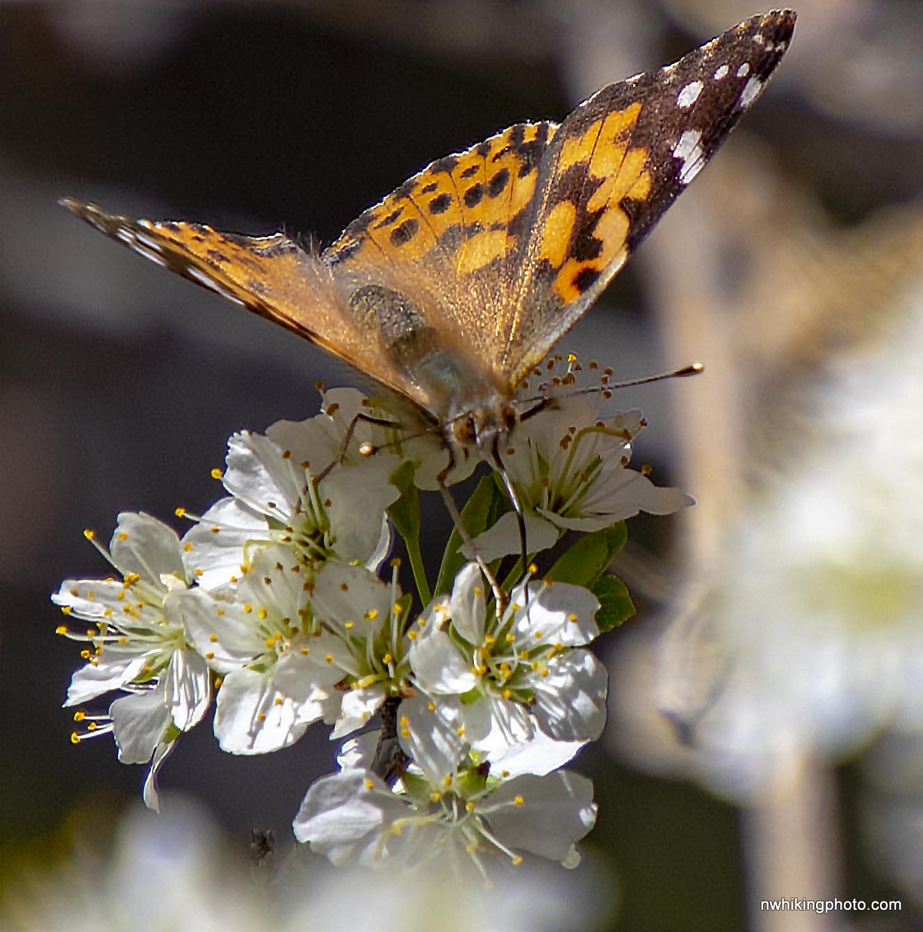 Painted Lady Butterfly (Vanessa cardui)